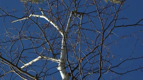 Bare birch tree Stock Footage 2231934