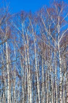 Bare birch trees and blue sky Stock Photos
