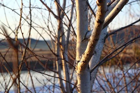 Bare birch trees branches Stock Photos