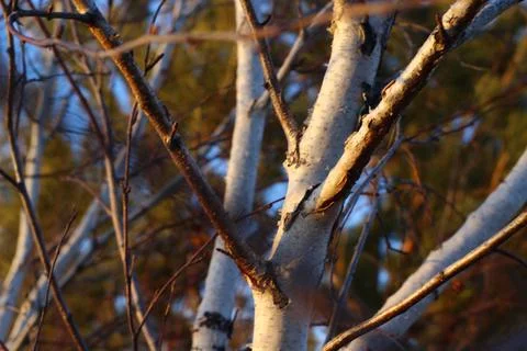 Bare birch trees branches Foto stock