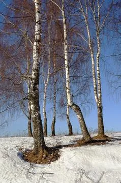Bare birch trees in early spring Stock Photos