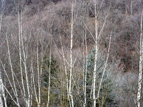 Bare birch trees on mountain slope in Vanadzor Fotos de archivo
