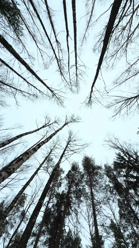 Bare birch trees rising into a pale overcast sky Video stock 336263534