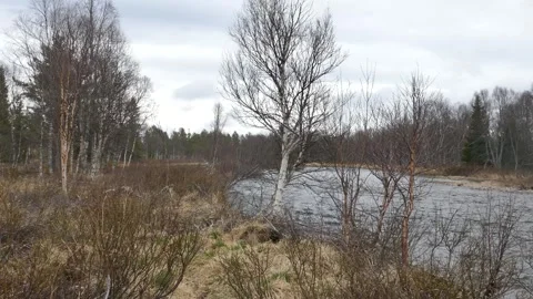 Bare birch trees sway in the wind along a riverbank under cloudy skies Stock Footage 318197233