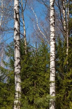 Bare birch trunks in spring forest Stock Photos