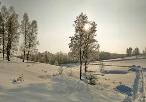 Bare birches in deep snow on the winter slope at evening Stock Photos