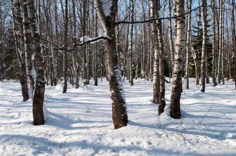 Bare birches in winter forest Stock Photos