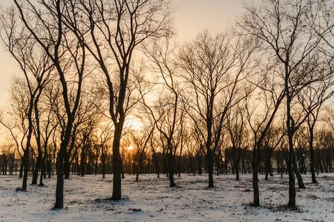Bare black trees in winter, sunset in the park Stock Photos