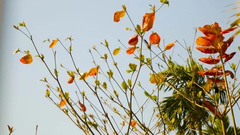 Bare body tree top swinging at breeze. Vídeos de archivo 117121386