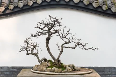 Bare bonsai tree in front of a chinese white wall Stock Photos