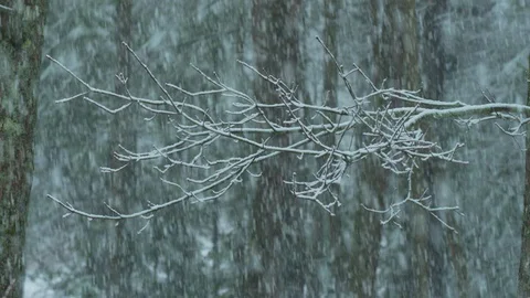 Bare branch acted in snow in Intense slow motion snow storm Stock Footage 129646347