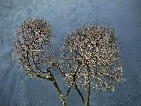Bare branch of a dead tree in front of a rough wall Stock Photos