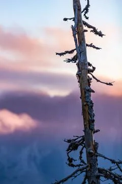 Bare branch in front of cloudy mountain sunset Stock Photos