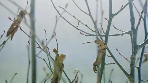 Bare branch isolated yellow leave in bright snowflakes wind Видео 256990102