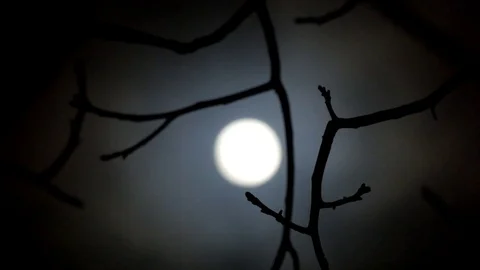 Bare branch of the nut on the night background of the defocused moon 스톡 동영상 84086672