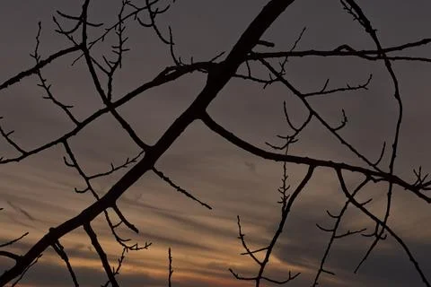 Bare branch. Foto stock