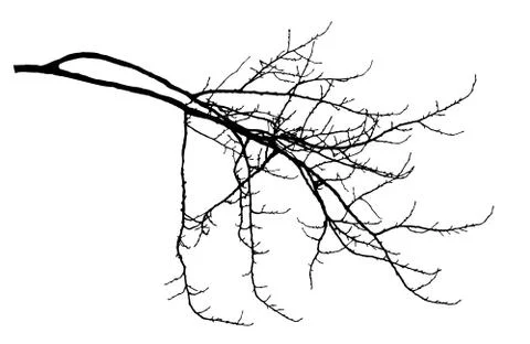 Bare branch of poplar tree with cobs silhouette. Vector illustration. Illustrazione stock