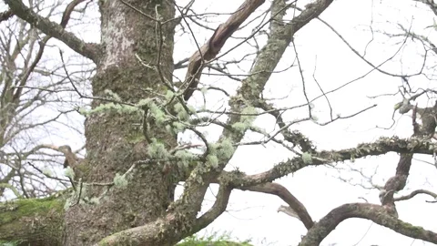 Bare branch swaying Stock-Footage 71390634