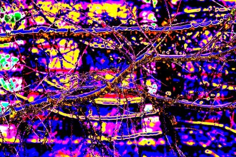The bare branch of a tree is covered with snow on a winter day. Snow lies o.. Stock Photos