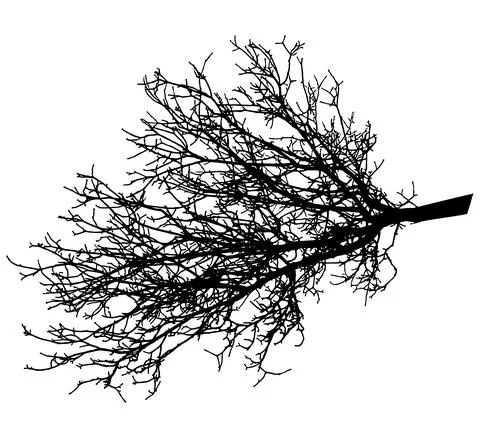 Bare branch of tree, silhouette. Vector illustration イラスト素材