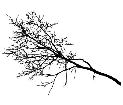 Bare branch of tree, silhouette. Vector illustration Stockillustratie