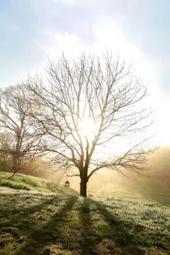 Bare Branched Spring Oak Tree Glowing in Morning Fog Stock Photos