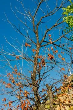 Bare branched tree with clusters of dry orange leaves against deep blue sky.. Stock Photos