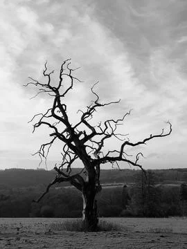 A Bare Branched Tree Stands Isolated in the English Countryside Stock Photos