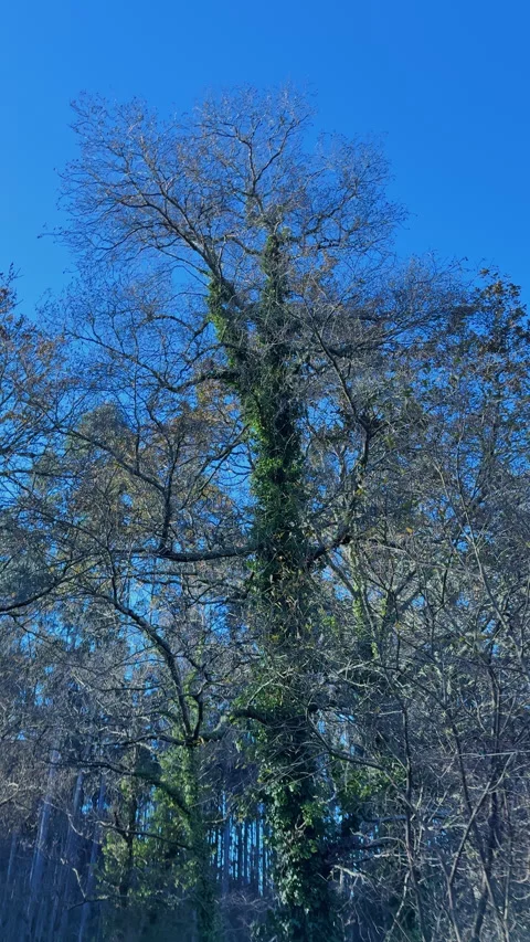Bare Branches Against Blue: The Silent Sentinel Stock Footage 274028998