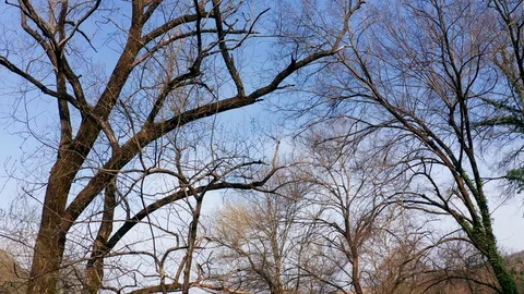 Bare branches against blue sky, on a cold and sunny winter morning. Stock Footage 127155533