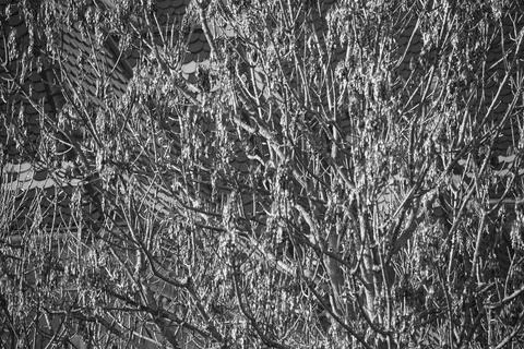 Bare branches against building facade Stock Photos