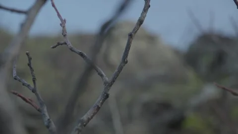 Bare Branches Against Rock Formation Stock Footage 289638511