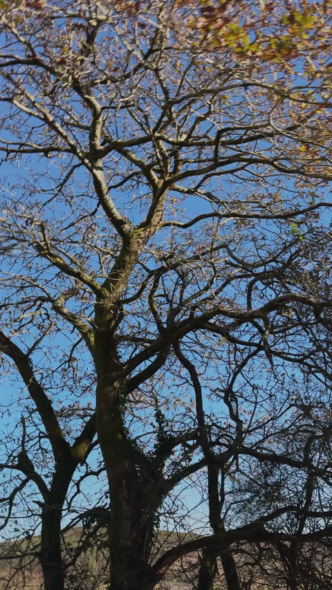 Bare Branches Against the Sky: A Forest Walk Stock Footage 274027658
