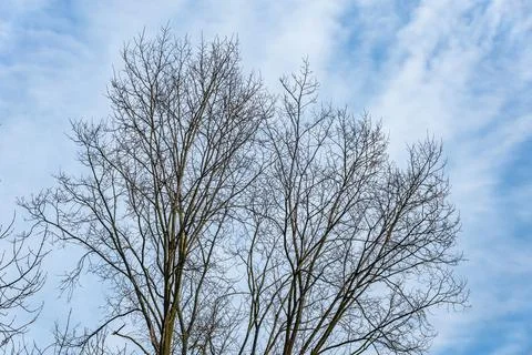Bare Branches against Winter Sky Фото