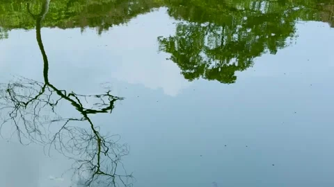 Bare branches and green tree foliage reflecting on a calm lake Stock Footage 337583939