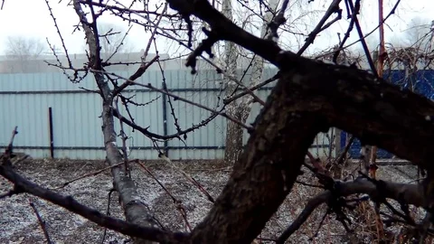 Bare branches and snow Stock Footage 74383998