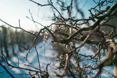 Bare Branches of an Apple Tree with Icicles Stock Photos