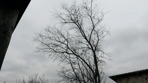 Bare branches of an apple tree under gusts of wind against a cloudy sky Stock Footage 164055449