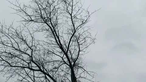 Bare branches of an apple tree under gusts of wind against a cloudy sky Video stock 164055469
