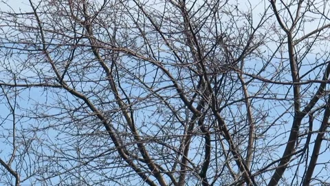 Bare branches of an apple tree under gusts of wind against a cloudy sky Video stock 164105450