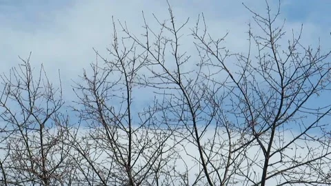 Bare branches of an apple tree under gusts of wind against a cloudy sky Video stock 164105451