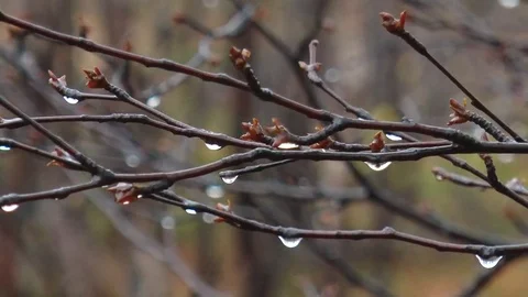 A bare branches of aspen with water drops in an autumn forest, closeup. Stock Footage 75069320