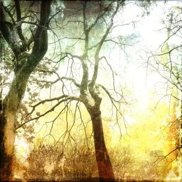 Bare branches background Stock Photos