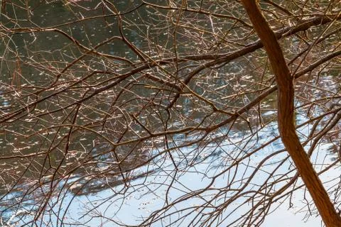 Bare branches on the background of water Stock Photos