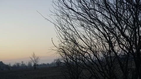 Bare branches on the background of a winter sunset Stock Photos