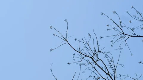 Bare branches begin to grow sprouts in the spring season Stock Footage 107857103