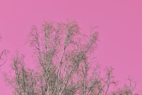 Bare branches of birches against the background of an unusual pink sky Stock Photos