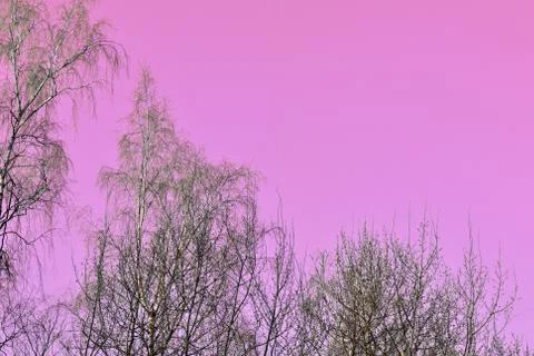 Bare branches of birches against the background of an unusual pink sky Stock Photos