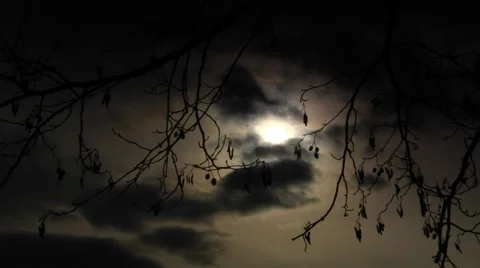 Bare branches on the black sun Stock Footage 37368104