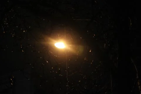 Bare branches block the lantern at night Foto stock